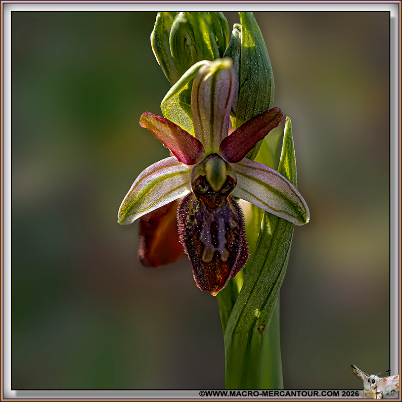 Ophrys arachnitiformis